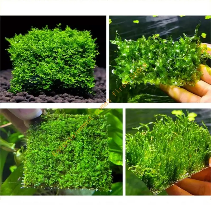 10Cm/3.93in Water Grass Grids for Fish Tanks Aquascaping and Plant Tanks Layouts 55KD