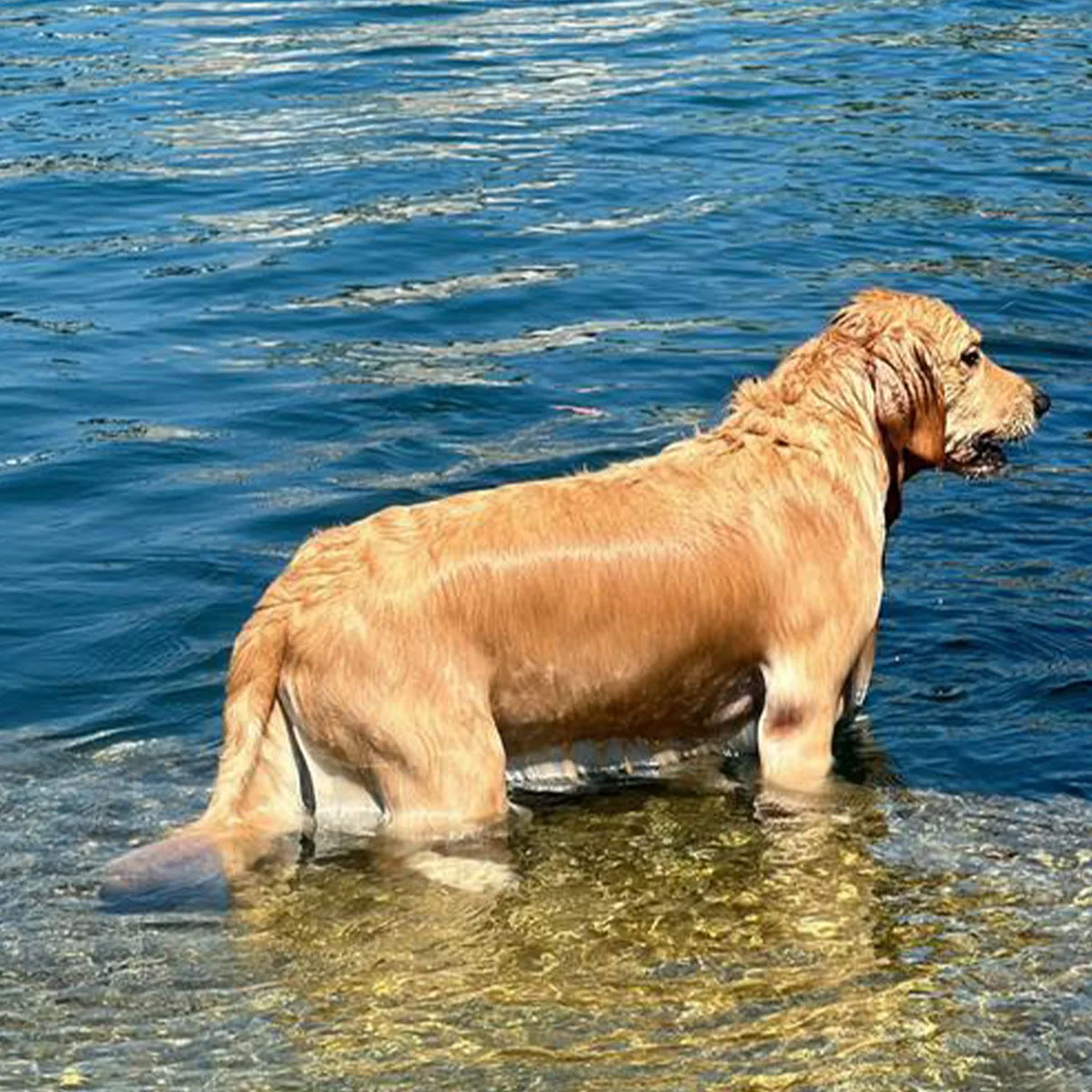 

Dog Bark Collar for Large Medium Small Dogs, Waterproof Rechargeable E-Collar, Dog No-Bark Collar, Anti Barking Collar, 8-120lbs