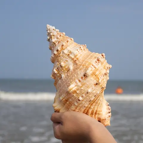 Tutufa rubeta Snail Conch Shells, Stone Horn, Snail Can be Made into Horn Fish Tank Aquarium, Natural Home DEC