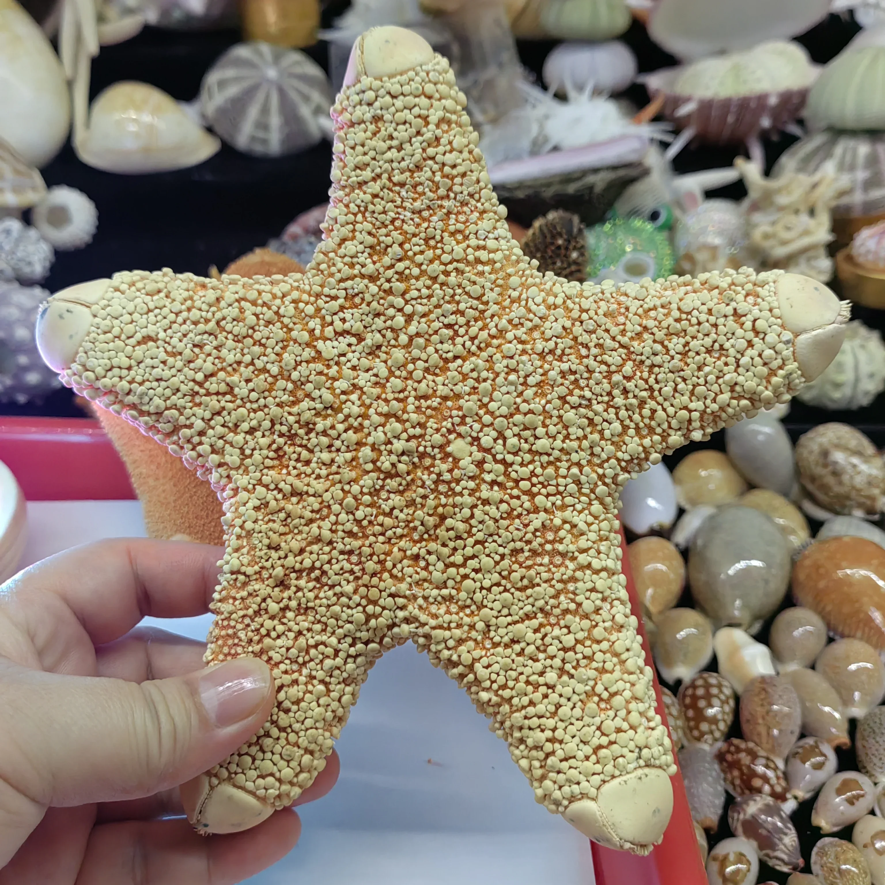 Starfish Natural Shells Conch Fish Tank Aquascape Window Ornaments Creative Home Crafts Nautical Home Decor Seashells Sea