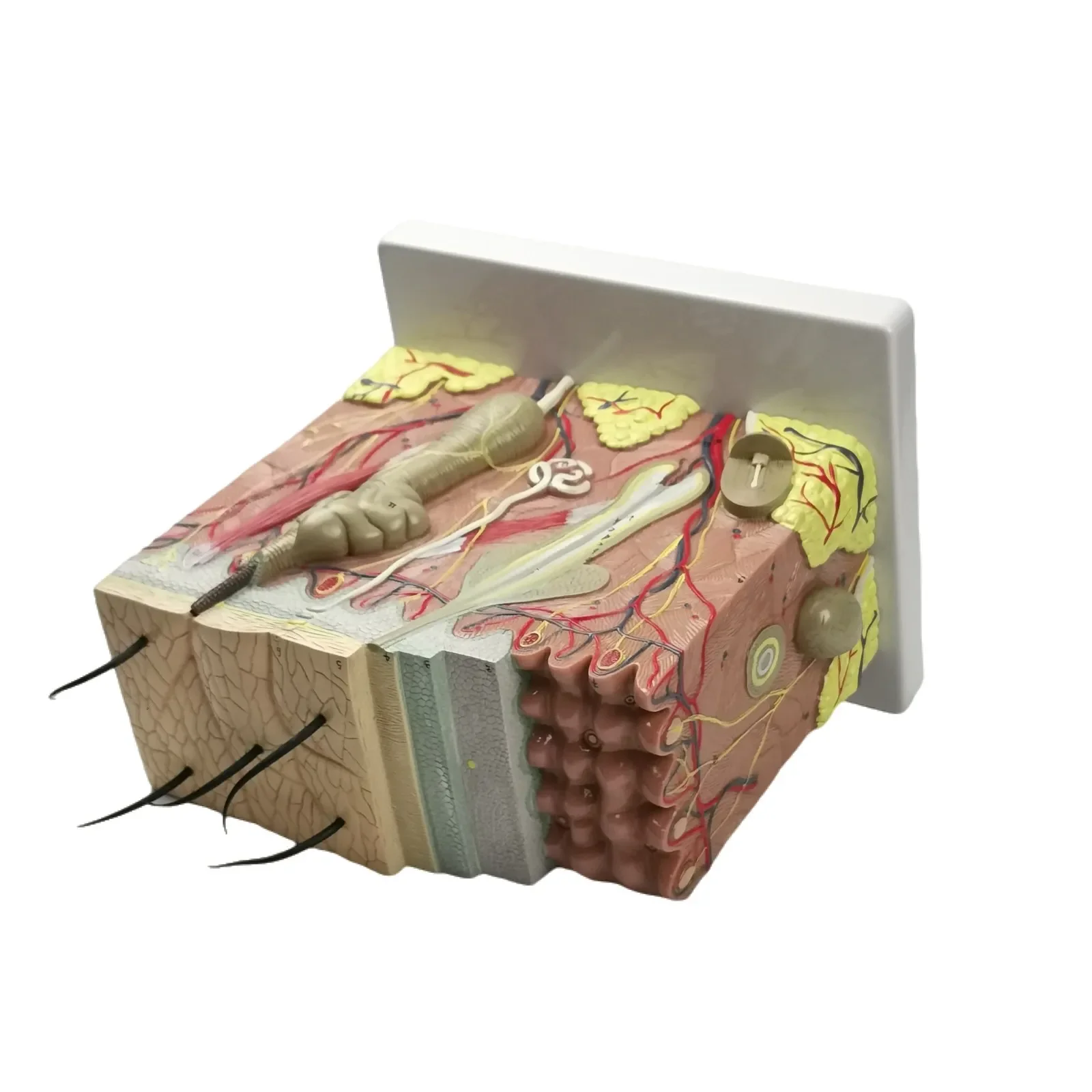 PVC 70X Life Size Anatomical Human Skin Block Model Medical Dermatology Anatomy