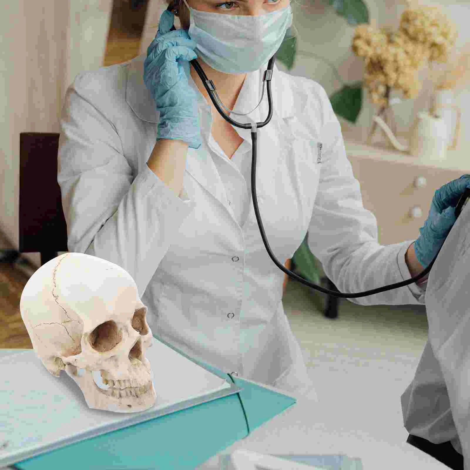 Realistic Prop Resin Skull Anatomy Model Medical Human for Study Course