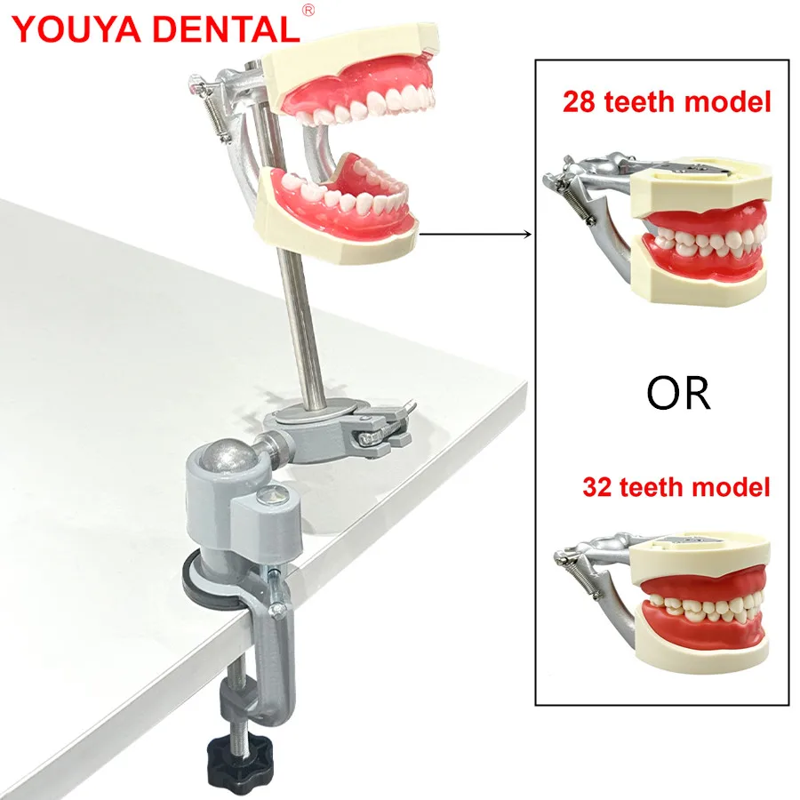 

Dental Practice Model With Table Attachment Typodont Mounting Pole Dentoformo 28/32pcs Removable Screw-In Teeth Training Models