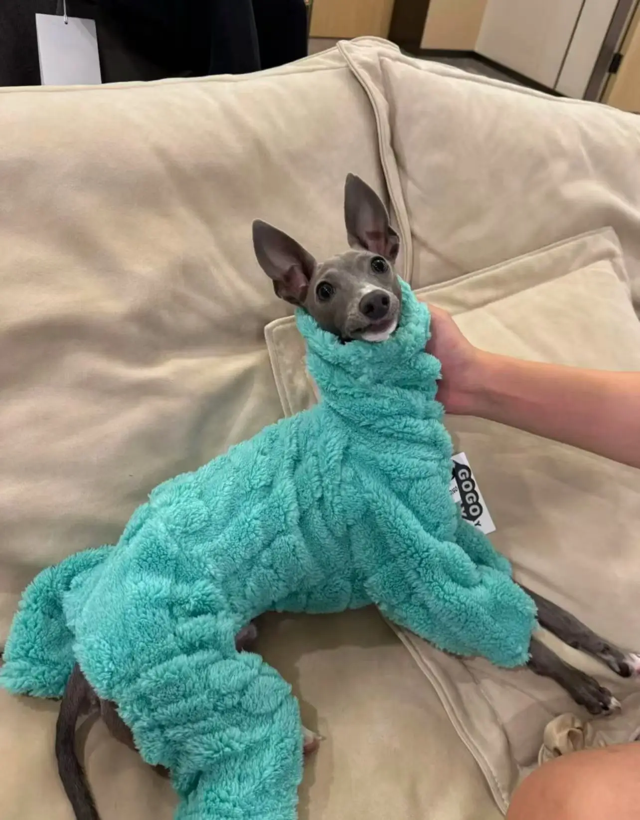 

Winter Jumpsuit For Little Greyhound Fleece Velvet Green Sweatshirt for Small Mid Poodle Dogs 4-legged Warm Coat for Whipbit