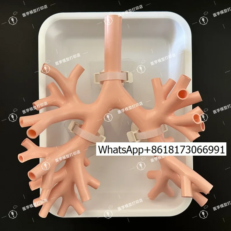 Bronchial training model Bronchial model Lung simulation