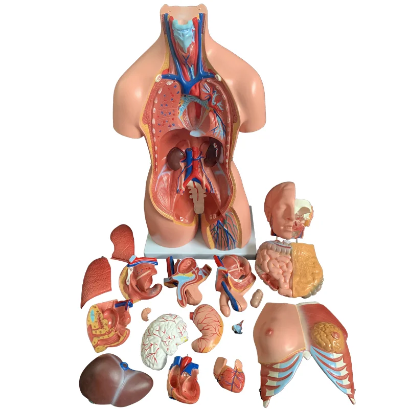 

Human Organ Structure Anatomy Model Whole Body Viscera Brain Heart Trunk Model Teaching Medicine Children Puzzles
