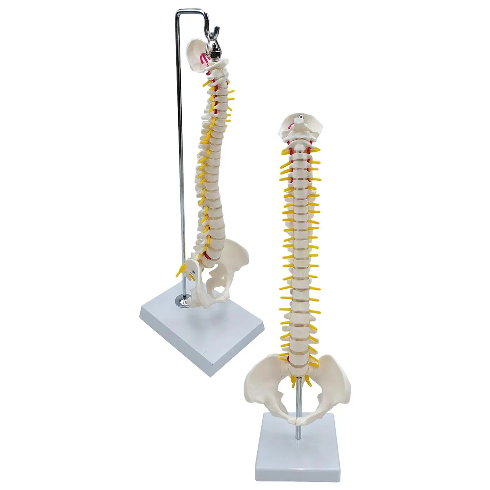 Fexible Spine Model Vertebral Column Skeleton Model 45 Size with Base for Teaching Aid Kids Display Study