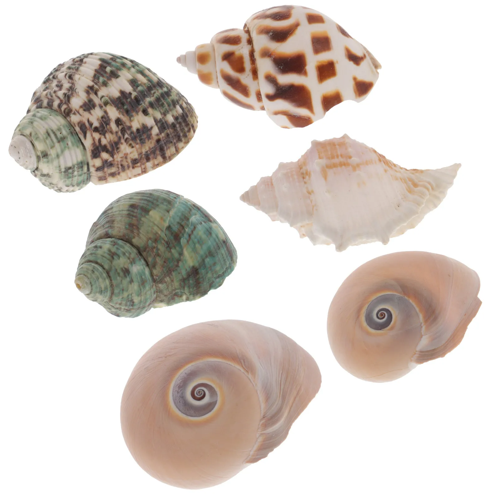 

6Pcs Natural Conch Shells Aquarium Decor Exquisite Fish Tank Ornament Easy Clean Maintain Accent