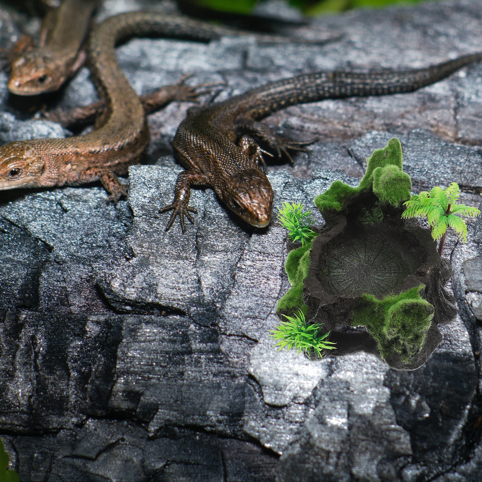 

Reptile Feeding Dish for Lizards Horned Frogs Wear-Resistant Non-Slip Water Bowl Terrarium Accessories Safe Resin Material