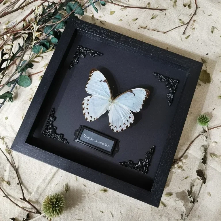 

Natural Real Butterfly Specimen White Butterfly Specimen Wingsstudent Creative Birthday Gift DIY Decorative Painting