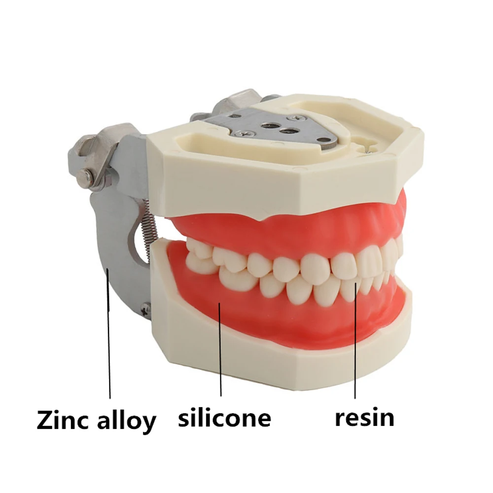 Model dentystyczny szkolenie Typodont zęby żywiczne dla technika dentystycznego praktyka guma nauczanie standardowy Model szczęki sprzęt