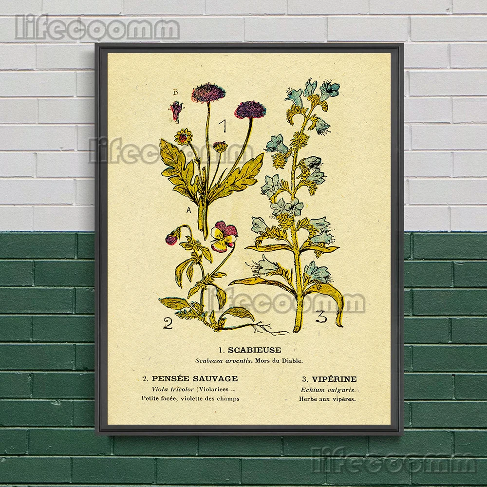 Agrimony,Thyme,Violet,Crocus,Mandrake Vintage Wall Art Canvas Painting Knowledge Graph Of Plants Art Poster Print Decor Unframed