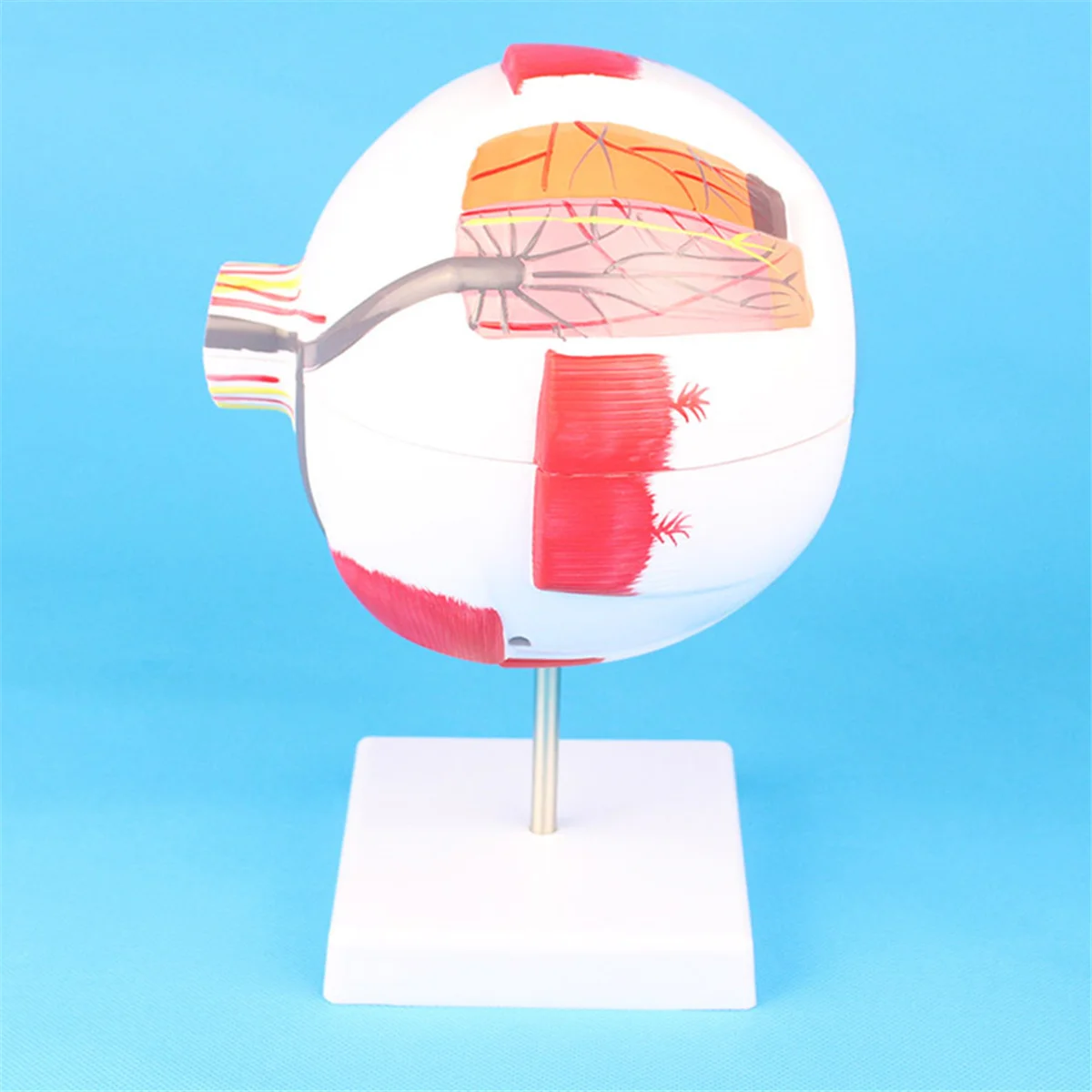 AT42 Anatomical Eye Model Eyeball Eyelid Model Disassemble 6 Times Enlarged Optic for Eye Special Teaching