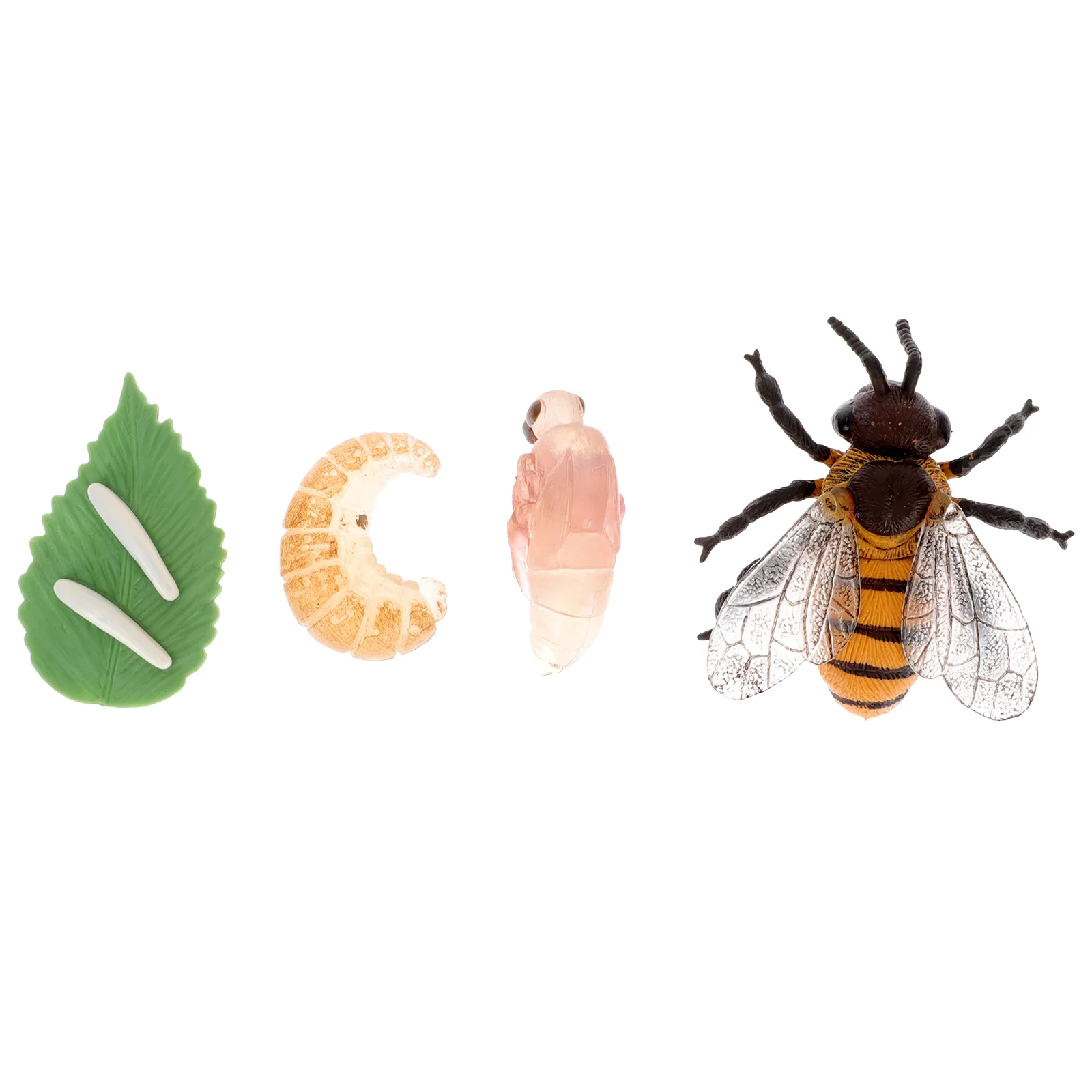 

Bee Growth Model Biology Science Learning Prop Figurines Miniature Simulation Toys Miniatures Insect Plastic Student