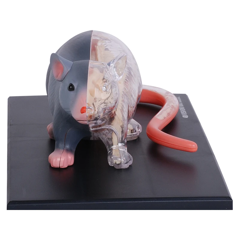 White Mouse Anatomical Visceral Bone Organ Model Animal Medicine Teaching Assembly Toy Decoration