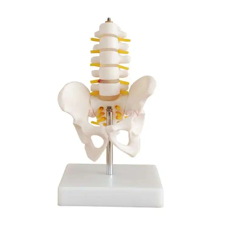 Pelvis model Small pelvic belt Five-section lumbar vertebra joint model Skeleton nerve structure Hip patella Coccyx