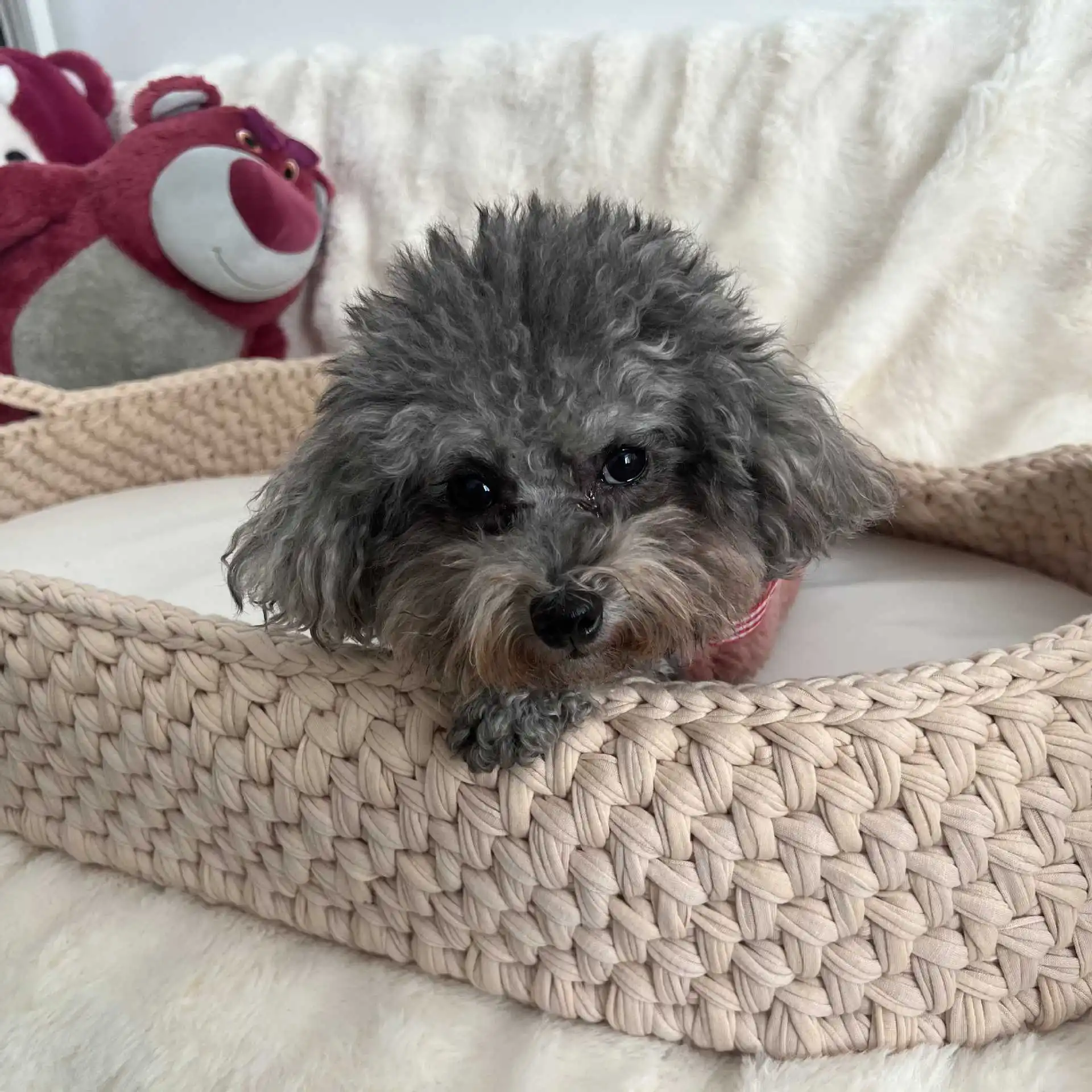 وسادة نوم على شكل قطة منسوجة للفصول الأربعة للخريف والشتاء، سجادة نوم للكلاب متوسطة وصغيرة الحجم، أريكة للحيوانات الأليفة #2