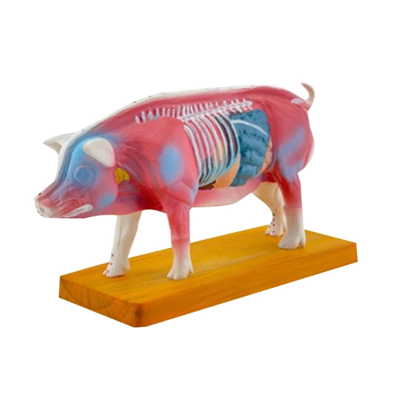 

Pig Anatomy Model Animal Anatomical Model for Veterinary Learning Pig Body Anatomical Model Pig Anatomy Model