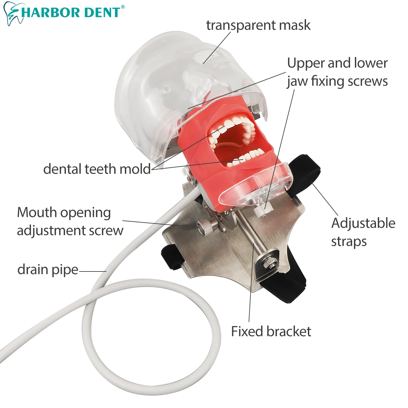 Dental Simulator Phantom Head with 28Psc Teeth for Dentist Teaching Practice Training  Dentistry chair strap type Model