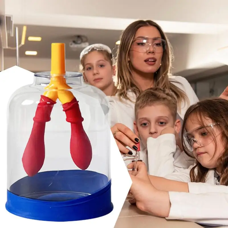 Lung Model Respiratory System Learning Aids Scratch-proof Precision Lung Breathing Learning Model for School Science Study