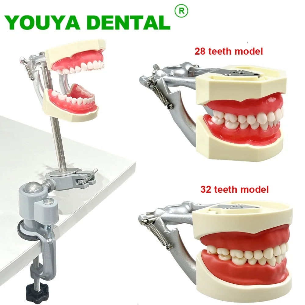 Typodont Dental Teeth Model Training Mount Fixed on Desk Training Manikin Simulator Phantom Model No Head Standard 28/32 Model