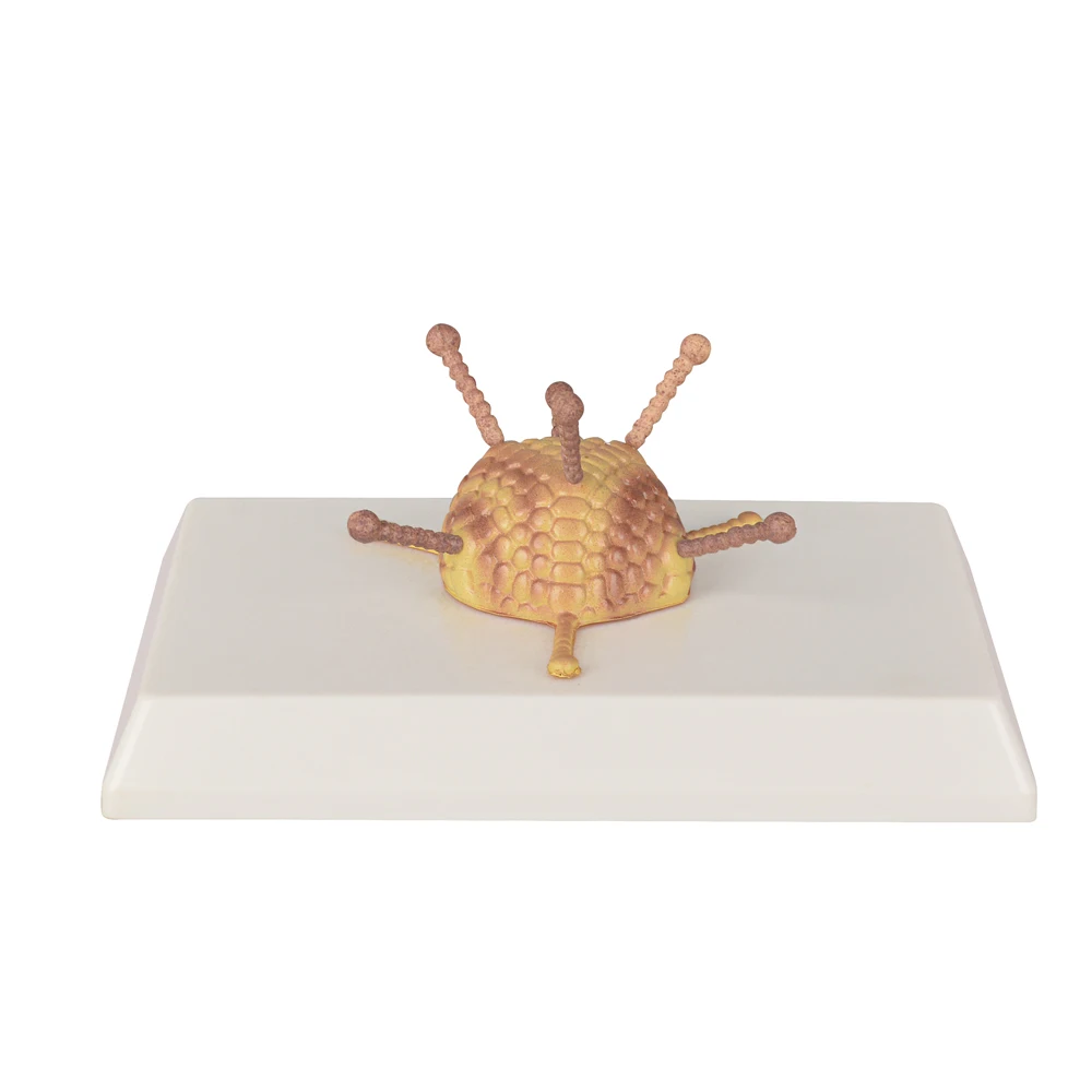 

Adenovirus Medical Model for Detailed Capsid Structure for Schools and Hospitals