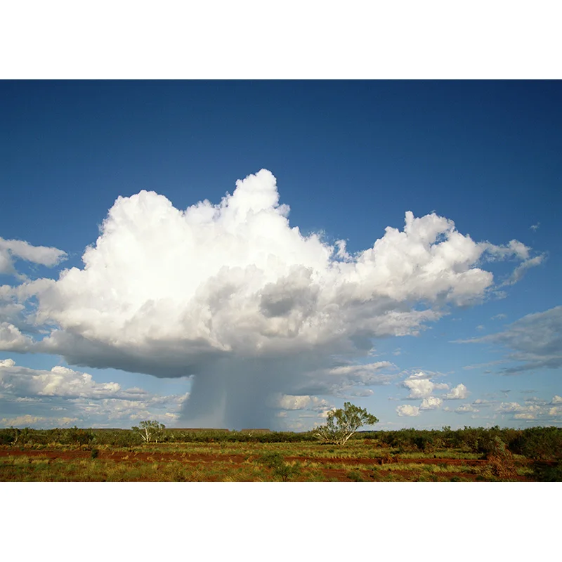 Natural Scenery Photography Background Forest Wheat Field Landscape Travel  Photo Backdrops Studio Props  21512 ZRFJ-04