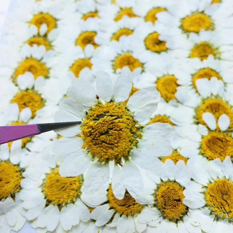 Home Decor Daisy - 108 Small Daisy Pressed Flower Specimens