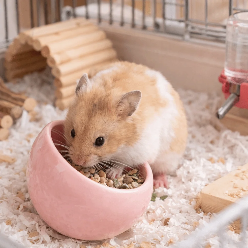 Keramik-Futterschale für Hamster, kippsicher, rutschfest, für kleine Haustiere, verschüttungssicher, mit schrägen Kanten, für Meerschweinchen – Detail 5