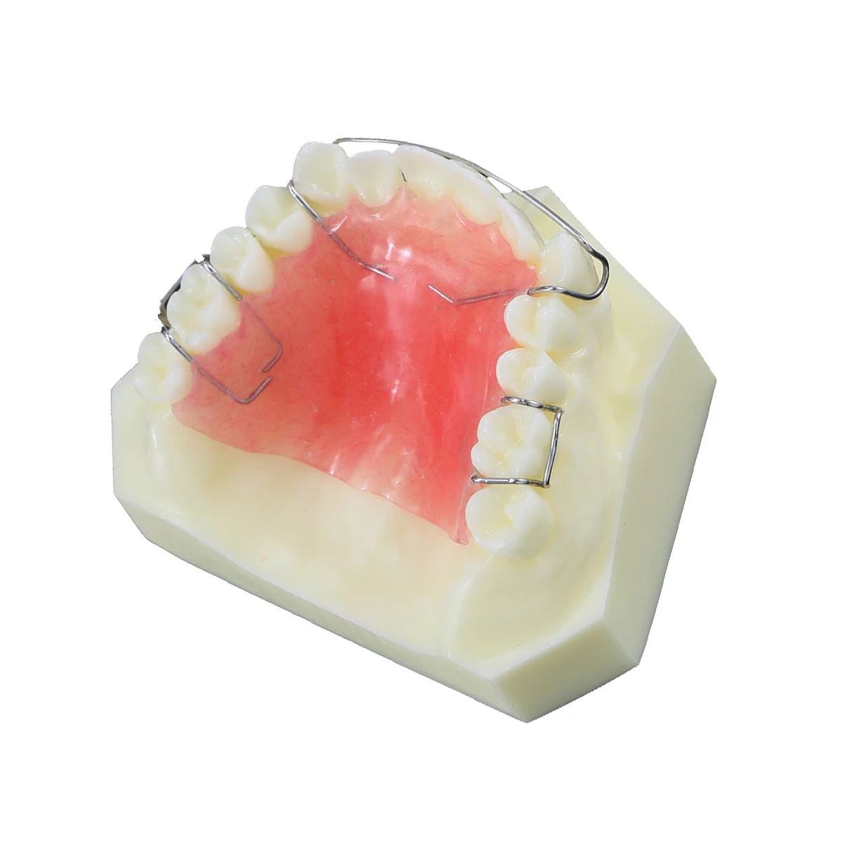 Retainer For Teeth Straightening Gap Removable Dentistry Students Teach Study Teeth Model