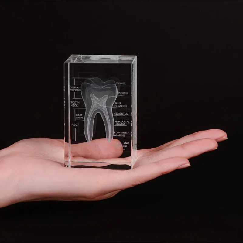 1Pcs 3D Crystal Teeth Cube Anatomy Model Home Decoration Craft Gifts Stomatological Lab School Souvenirs s