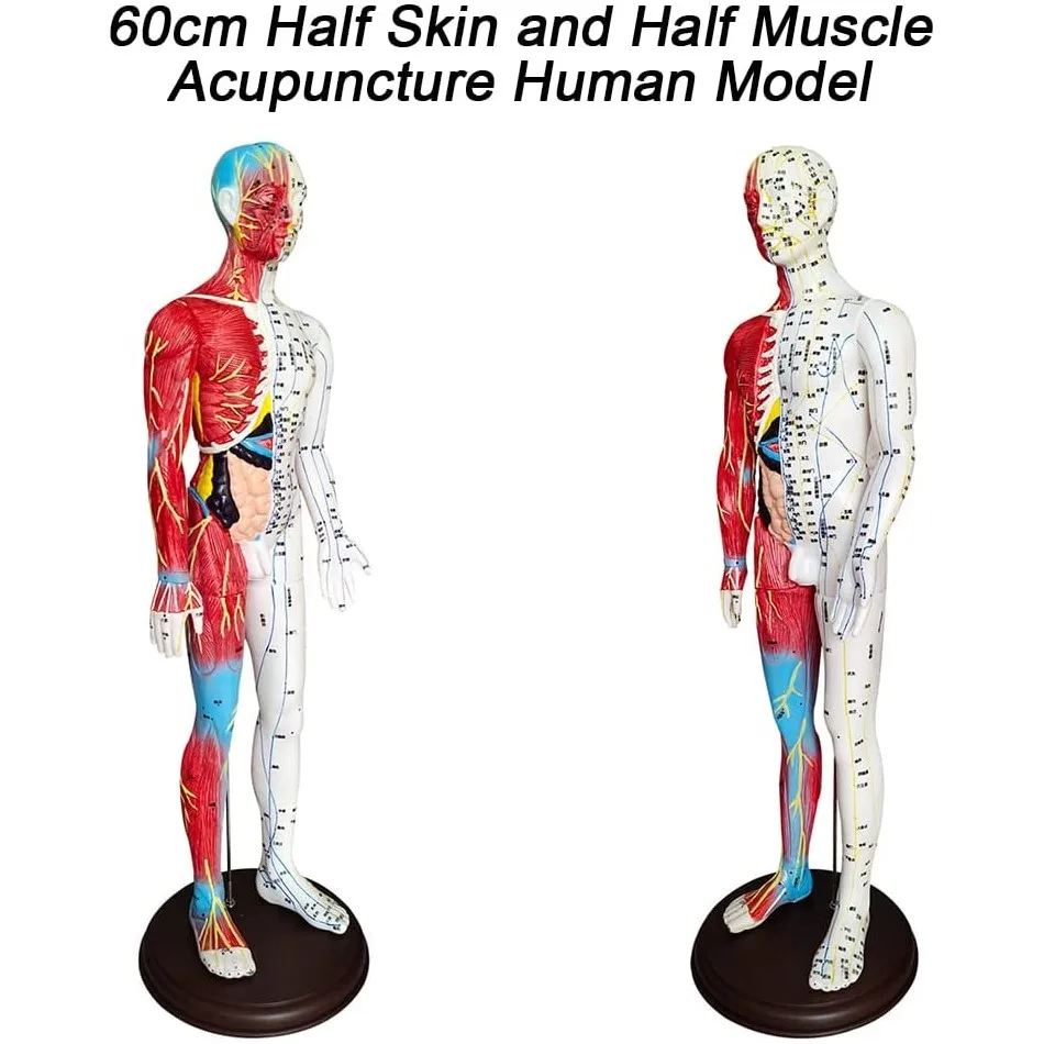 60cm Acupuncture Muscle Anatomical Male Model Meridians for Acupuncturists Professionals Training Teaching Education Supplies