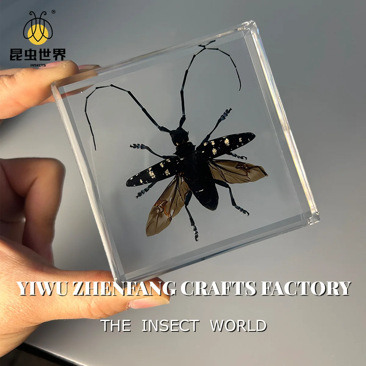 

Anoplophora chinensis,Unique Insect Taxidermy Ornament : A Craftwork Treasure
