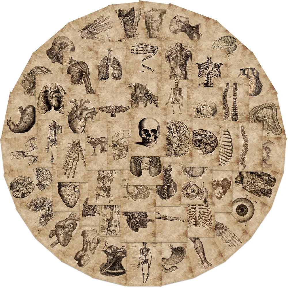 56개 인체 해부학 생리학 심장 두개골 내부 장기 스티커 해골 그래피티 스티커 블링블링스티커스 스토어