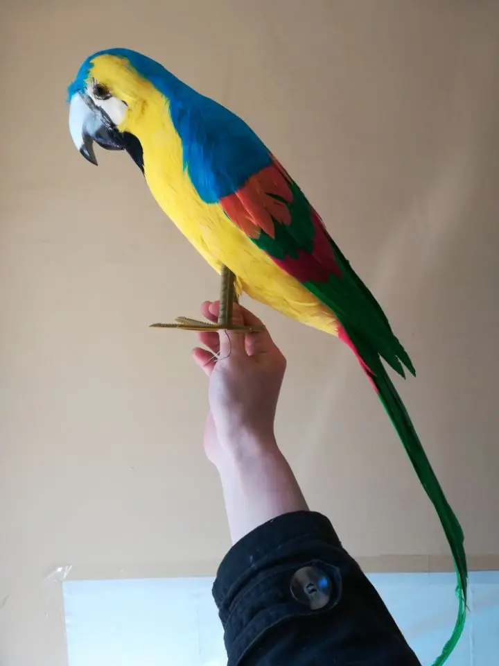 big real life parrot model foam&feather colorful parrot bird gift about 60cm d0179