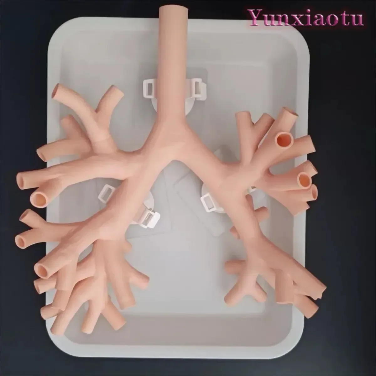 1:1 Bronchoscopy Training Model with Resin Bronchial Tree for Flexible Endoscopy Practice in Medical Education