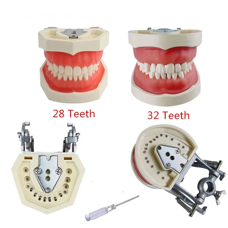 28/32 Teeth Model For Dental Technician Practice Training Jaw Typodont Standard Dental Model Teeth Teaching Model With Soft Gum