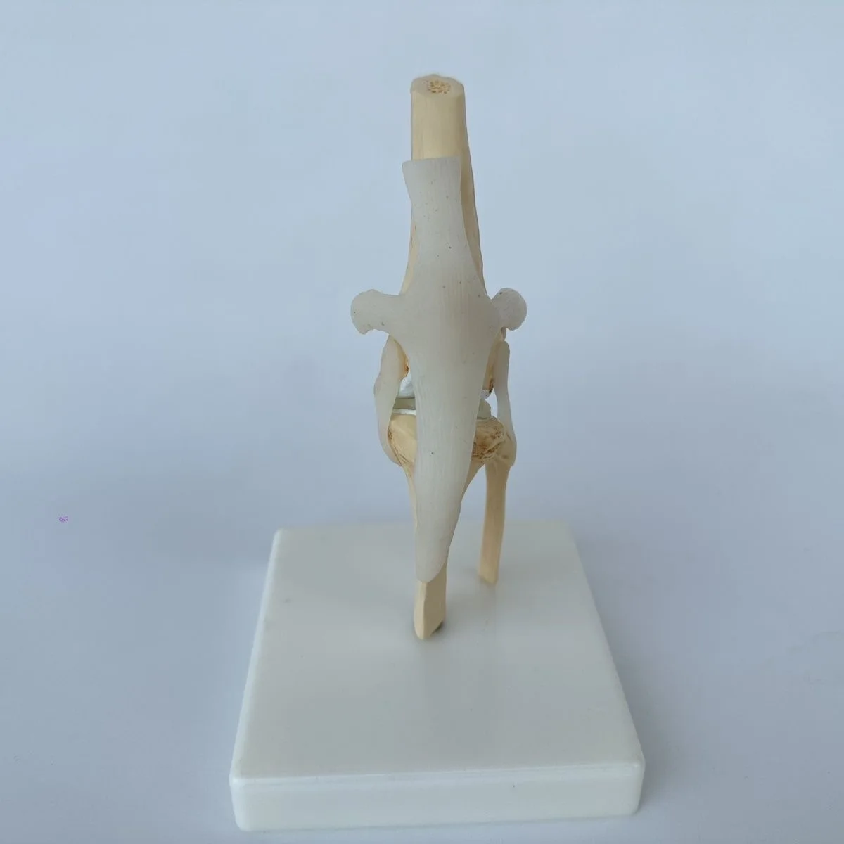 Dog Hip, Elbow, and Knee Joint Skeleton Model Canine Skeleton Toy Animal Bone Anatomy Veterinary Demonstration Pet Hospital
