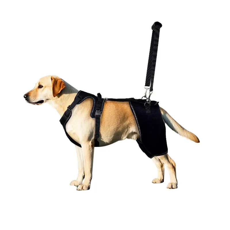 Dogs with dysplastic hip braces and arthritis with reclined hind legs reduce pain and recover after surgery
