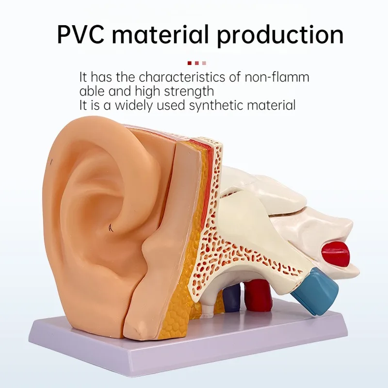 Ear Model Surface Ear Anatomy Model Outer Middle Inner Auditory System Organ Ear Construction Teaching Mold Enlarged version New