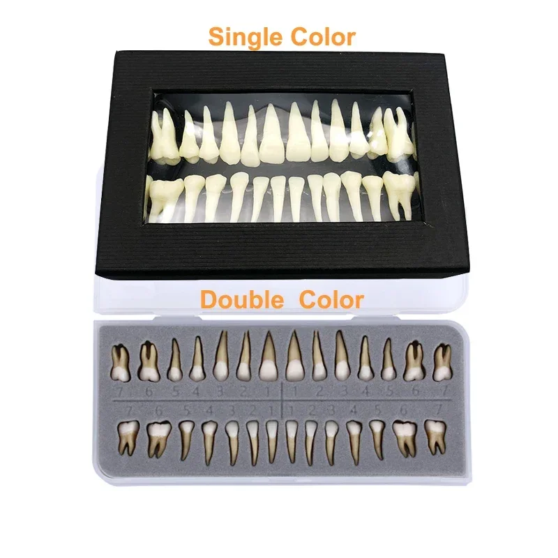 

28 Pcs 1:1 Dental Implant Dental demonstration permanent teeth teach study model Dentist Practice Product teeth model