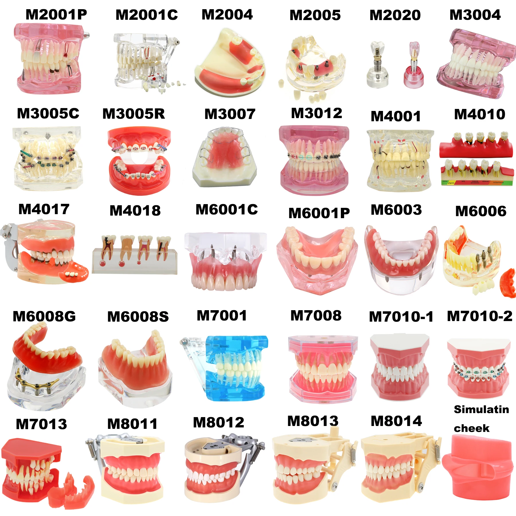 Modello di denti dentali modelli di insegnamento dentale modello di impianto dentale rimovibile modello di odontoiatria denti per l\'allenamento