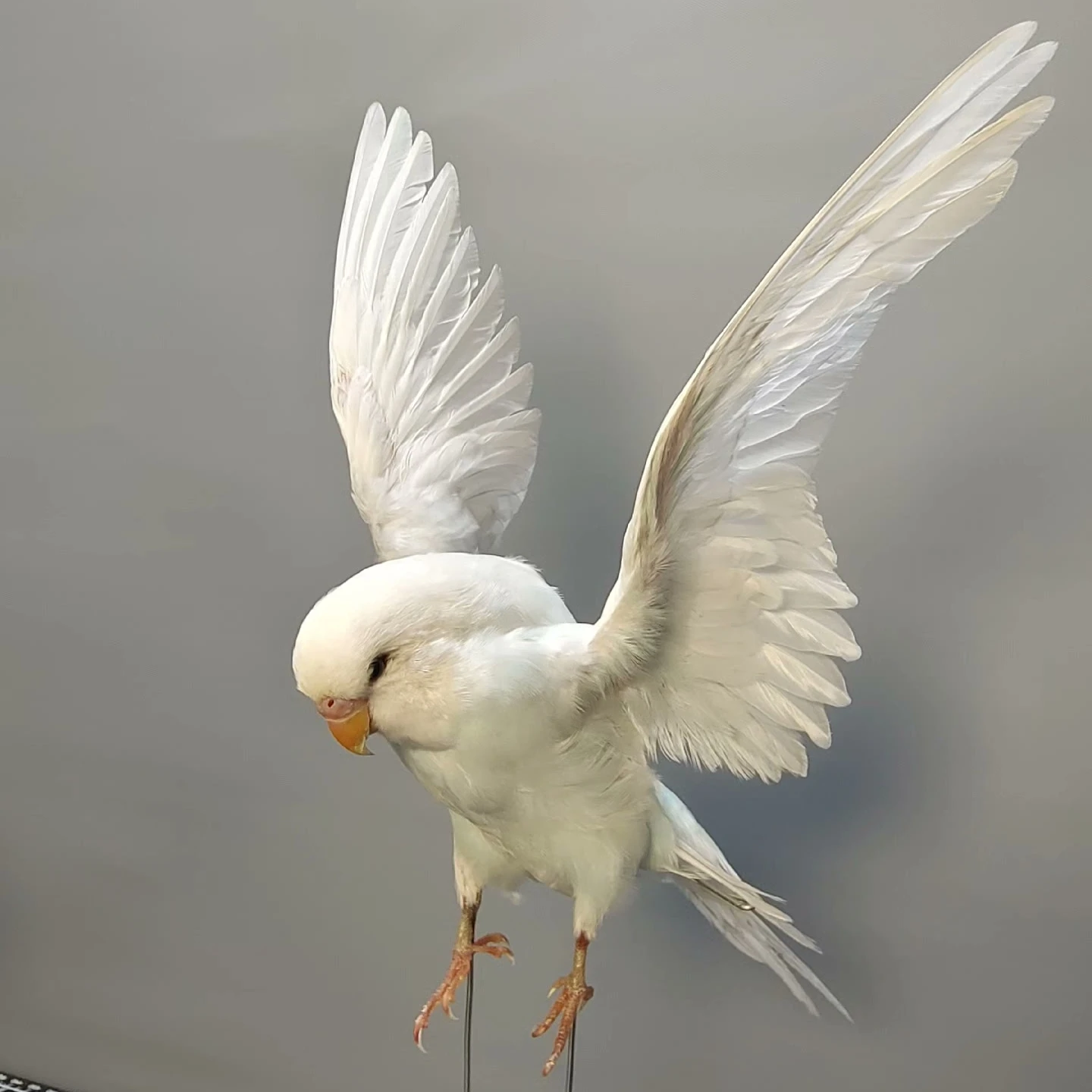 

2230 Flying White Parrot Resin Statue - Handmade Decorative Bird Figurine, Modern Home Decor/Office Desk Ornament, Unique Gift