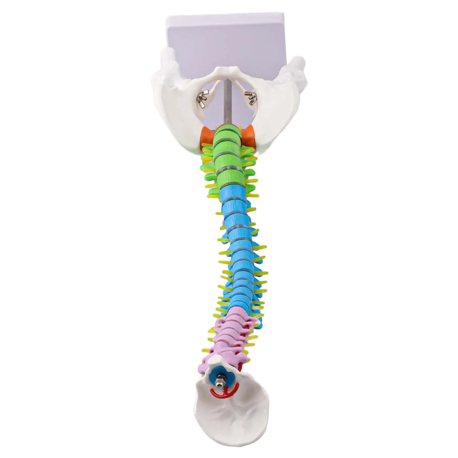 para-estudio-anatomico-modelo-de-columna-humana-modelo-de-anatomia-de-columna-con-codigo-de-color-regiones-codificados-por-colores-desmontables-de-soporte