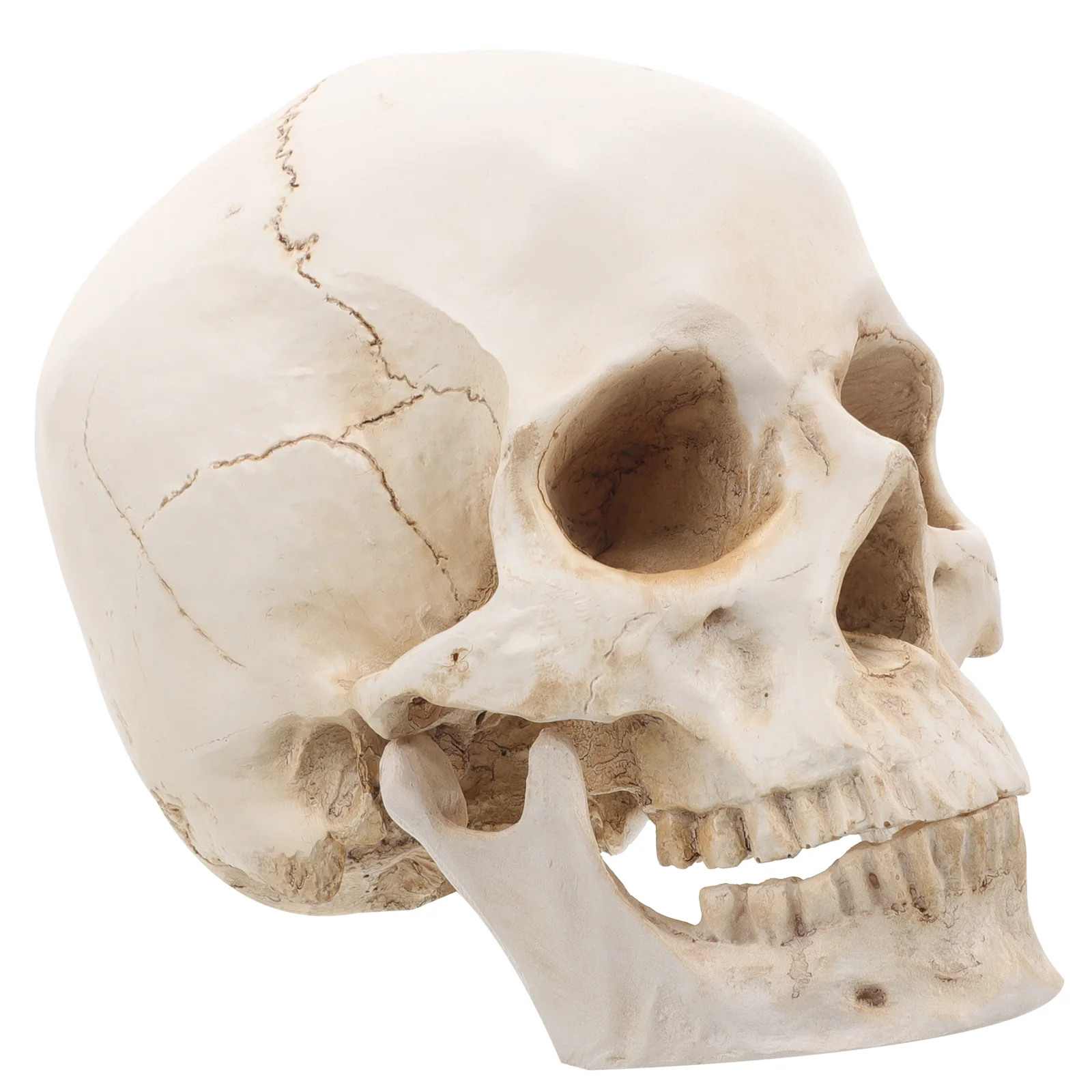 Resin Skull Anatomical Adult Head Bone Realistic Human Model for Learning Anatomy Statue