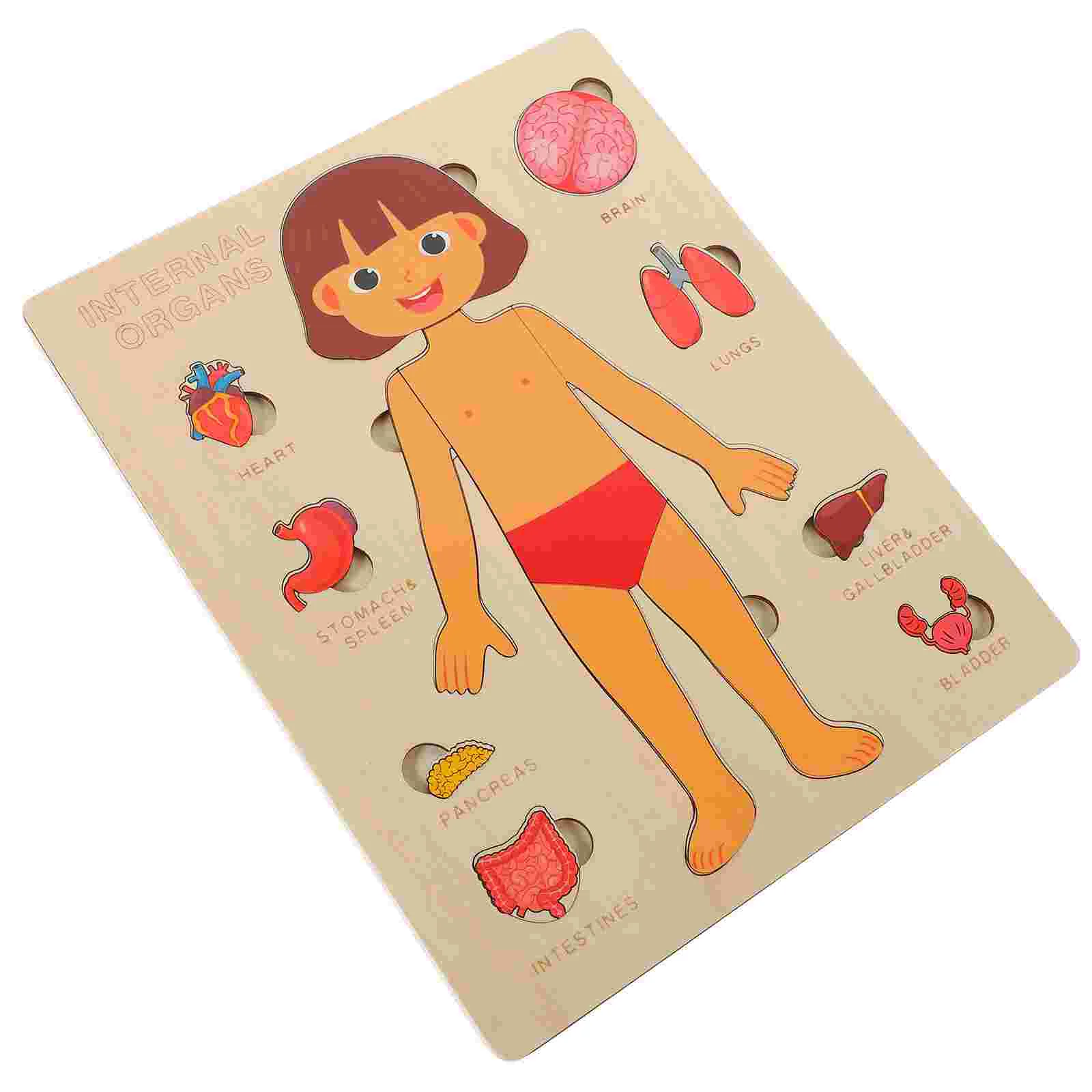 Human Body Structure Puzzle Kids Toys Learning Anatomy Model Children Organs Boards