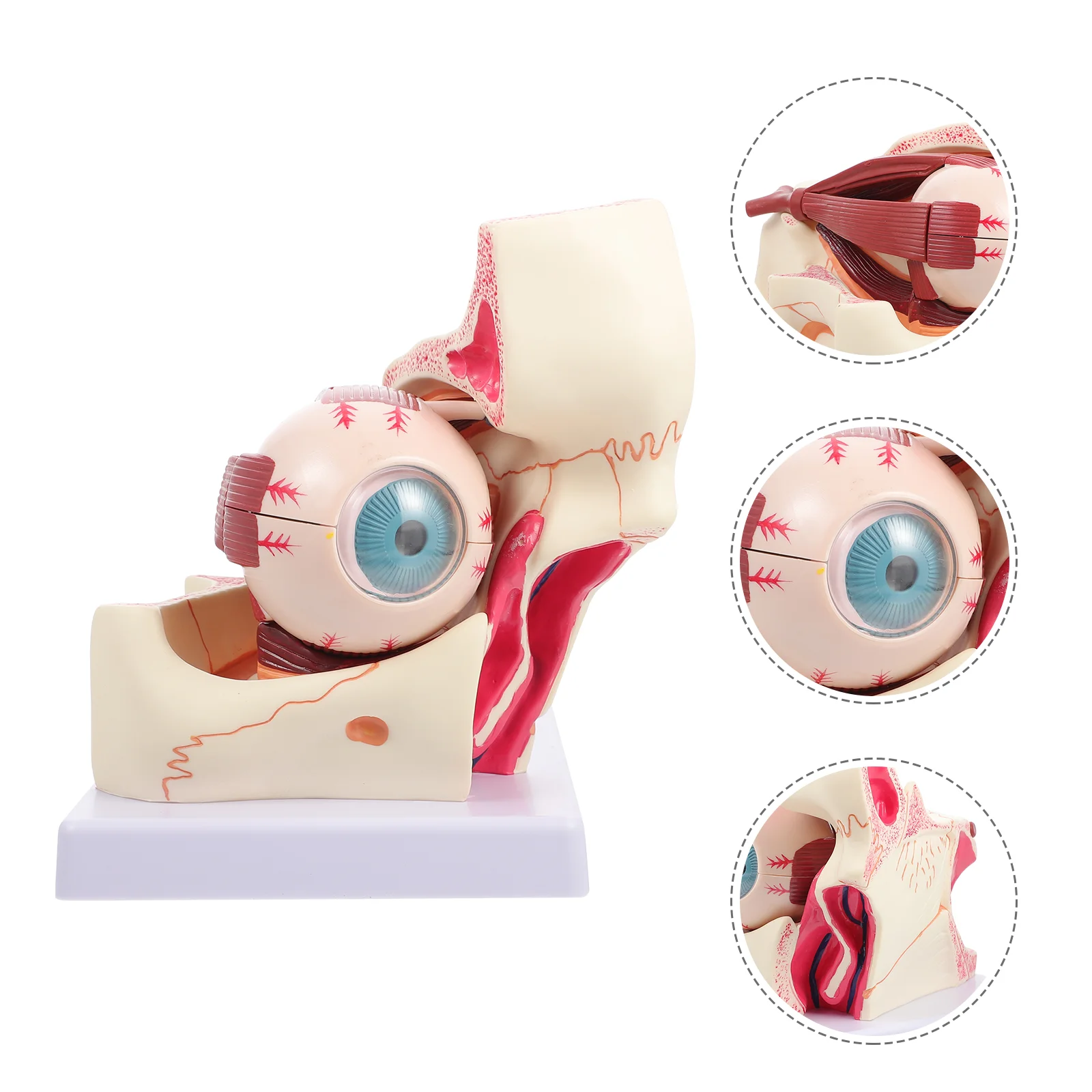 Eye Model Anatomical Apparatus Models Eyeball Anatomy Enlarged Human Pvc Medical Pathological