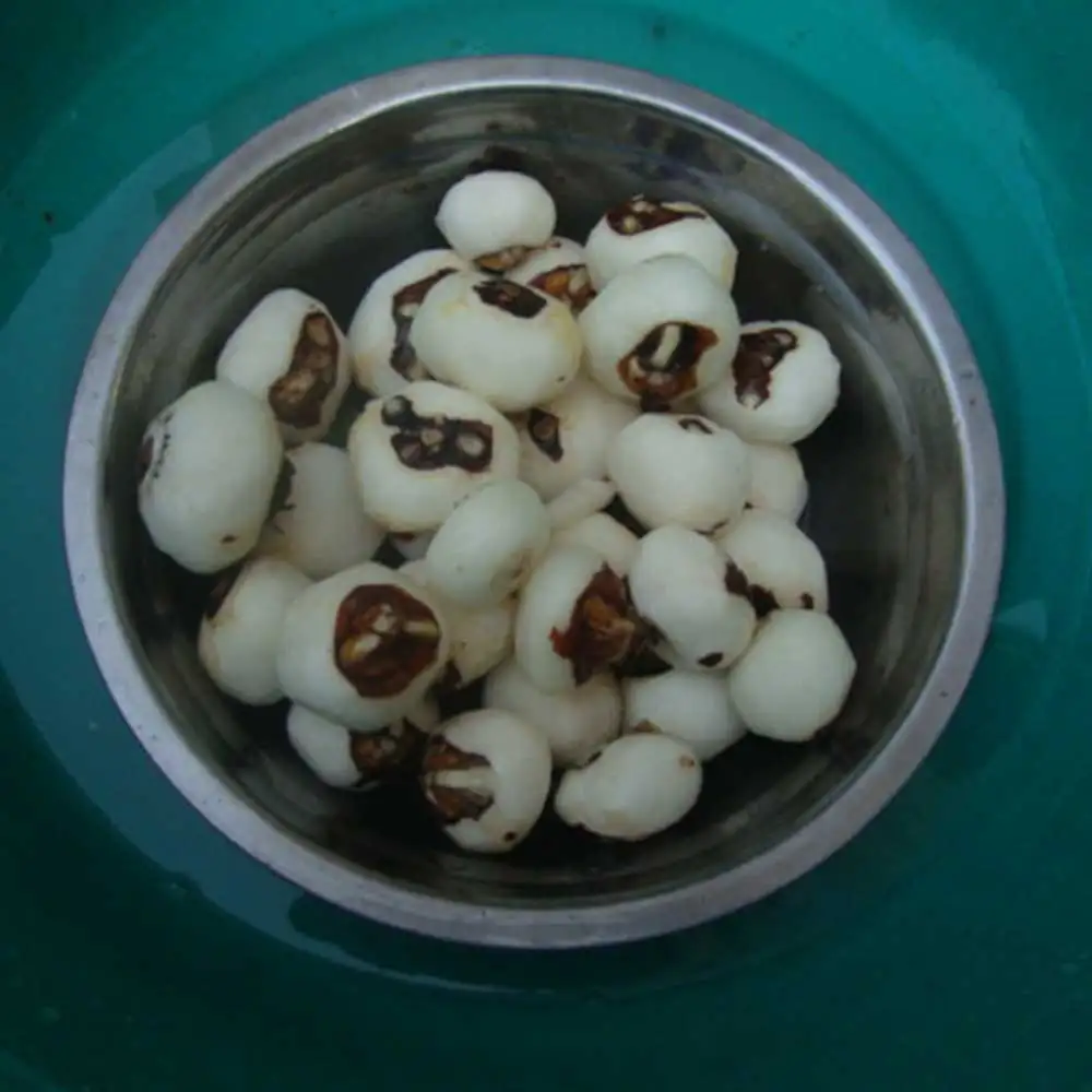 Small Horseshoe Peeler Household Commercial Horseshoe Peeling Machine Stainless Steel Peeling Machine