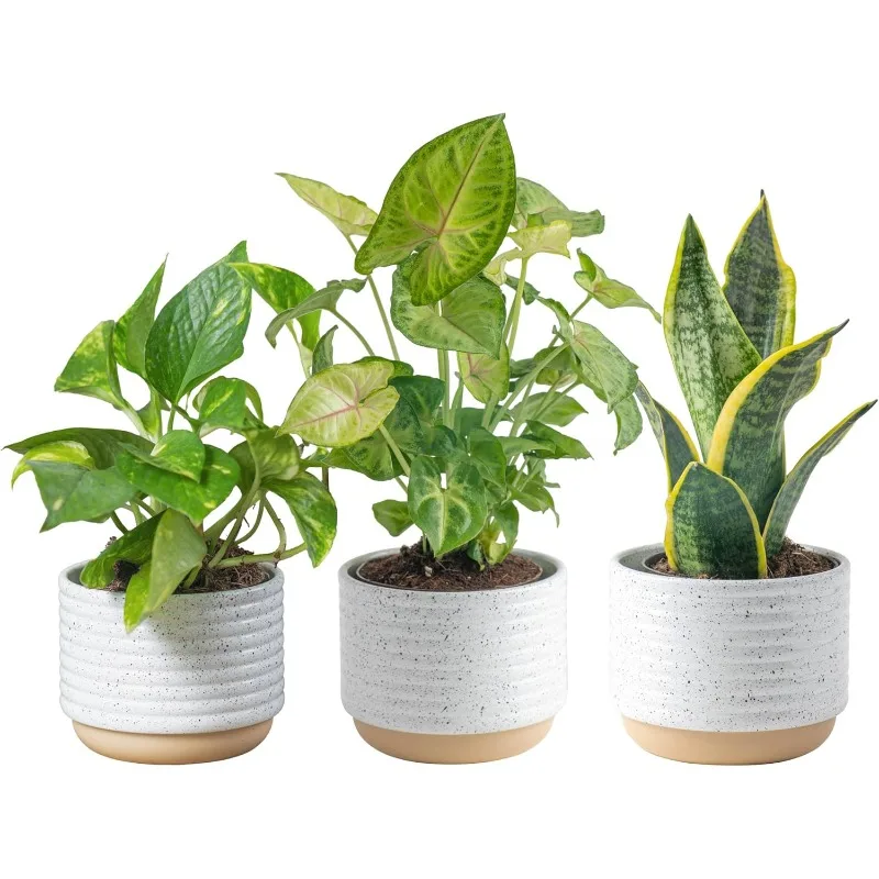 

Easy to Grow Real Indoor Houseplants, Air Purifying Plants, Grower's Choice in Home Décor Indoors Plant Pots