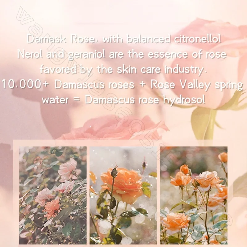 العناية بالشعر المغربي زيت عطري زيت الورد العطري ترطيب عميق تنعيم إصلاح الشعر المجعد والجاف العناية بالزيت العطري